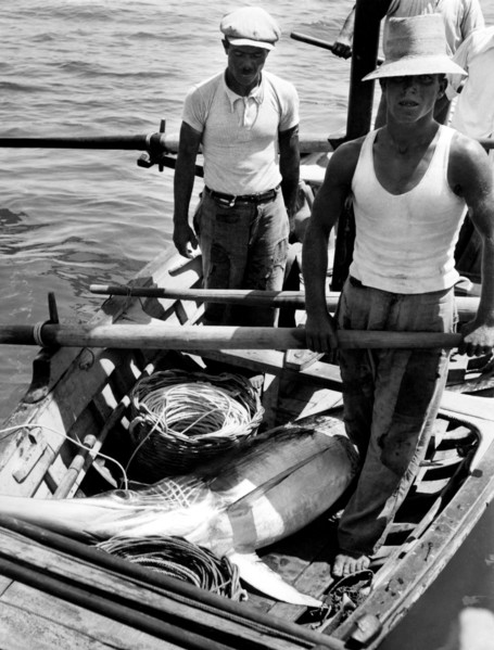 pêche à l'espadon dans le détroit de messine, 1954