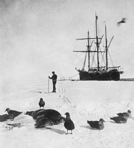 roald amudsen au pôle sud, 1911