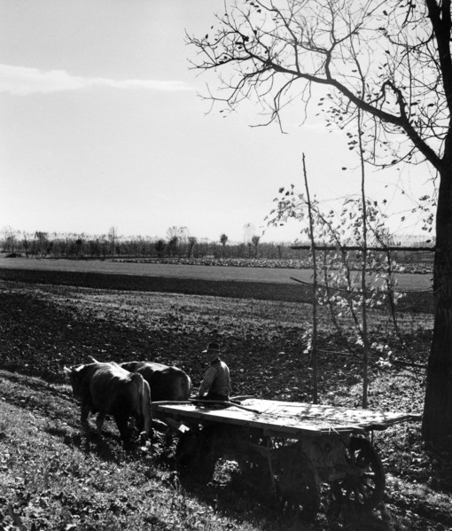 près de commessaggio, province de mantova, 1961