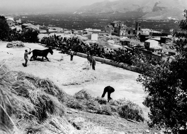 battage du blé à monreale, 1955
