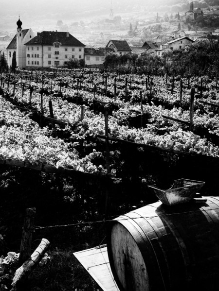 vignes à caldaro, 1967