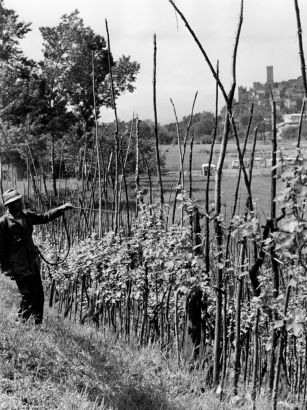 pulvérisation de vert-de-gris sur un vignoble à castell'arquato, 1964