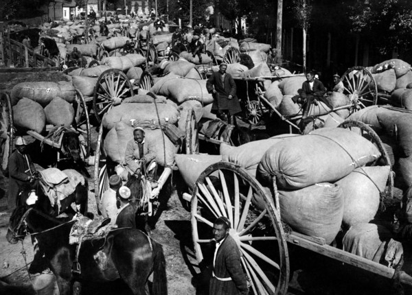caravane transportant du coton vers le turkistan, 1920 1930