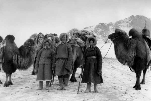 asie, mongolie, chameliers dans le désert, 1958