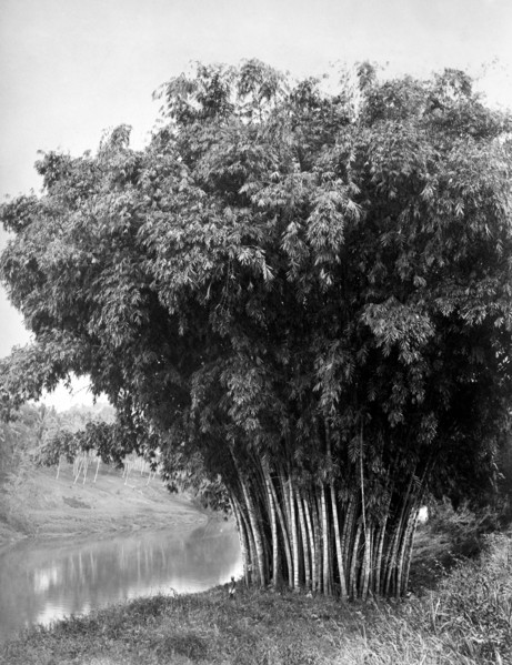 asie, sri lanka, bambou dans le jardin botanique de kandi, 1910