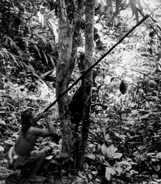 asia britannica, borneo, indigène chassant avec une longue sarbacane, 1955