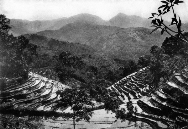 sri lanka, vue d'une plantation de thé, 1920 1930