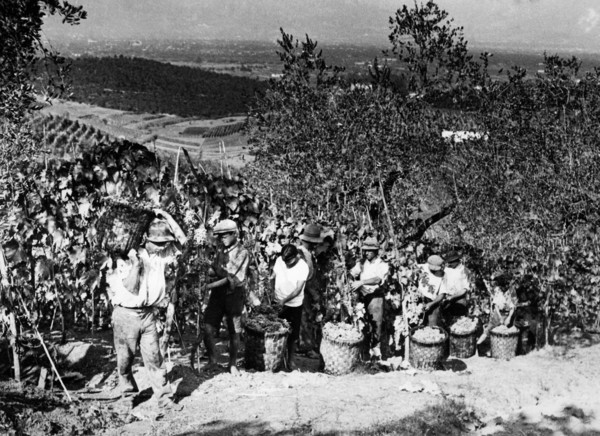 italie, toscane, agriculteurs pendant les vendanges, années 1920