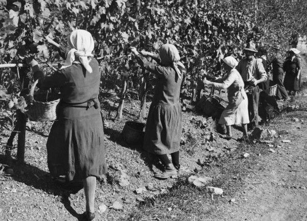 europe, italie, toscane, sienne, gaiole in chianti, agriculteurs pendant les vendanges à brolio, 1930