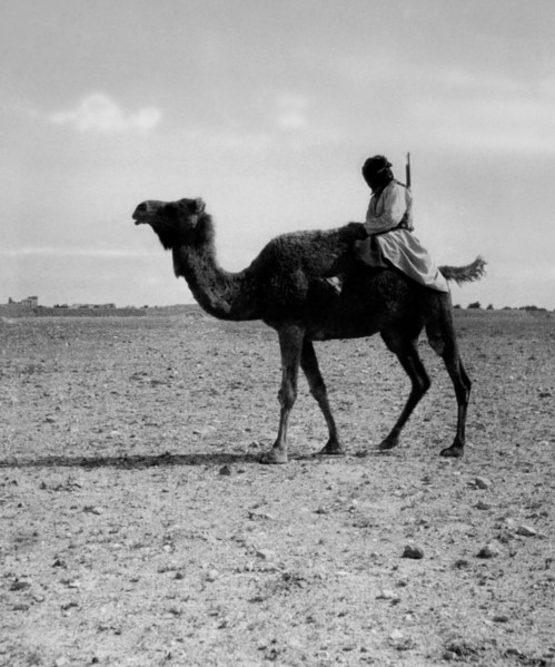 moyen-orient, iran, turcoman sur un chameau, 1920 1930