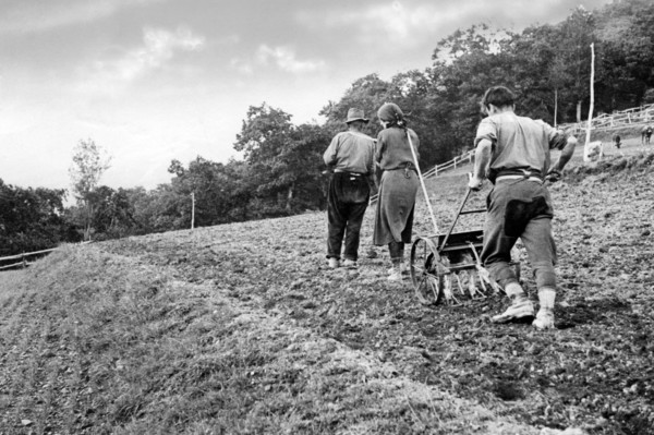 italie, toscane, pistoia, paysans pendant les semailles, 1920 1930