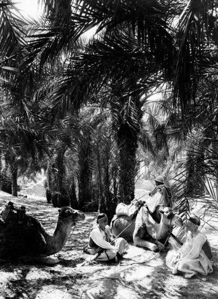 afrique, libye, arrêt à l'oasis d'agelat, 1910