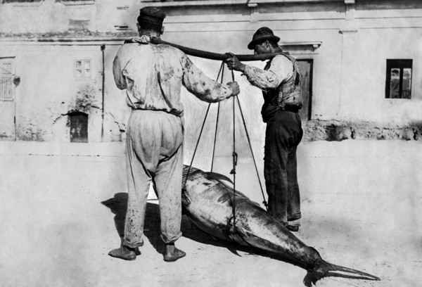 italie, sicile, palerme, transport d'un thon, 1910