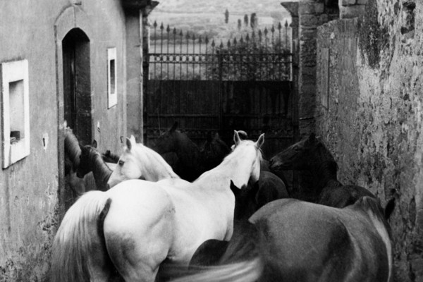 europe, italie, sicile, caltagirone, élevage de chevaux, 1920 1930