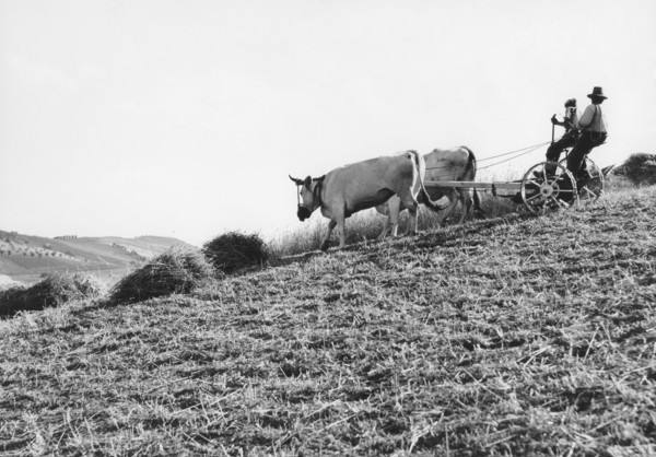 champ, pinède, abruzzes, italie 1960