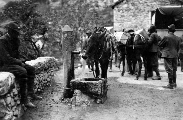 guerre, soldats et mules, vers une tranchée de montagne, 1915 1918