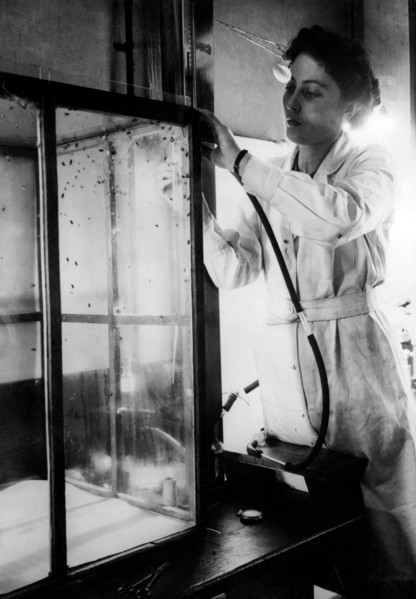 étude des insectes pour la lutte contre les parasites, 1940