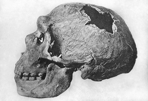 Human Skull