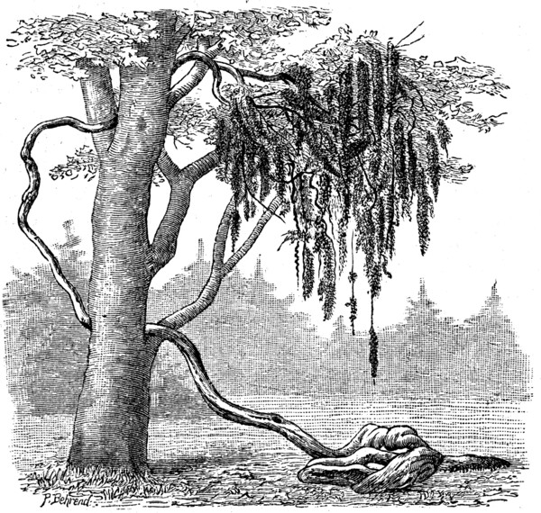 Entada Pusaetha.