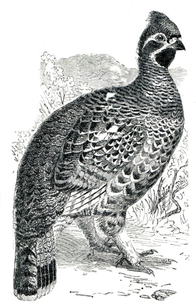 Hazel Grouse or Hazel Hen - Tetrastes bonasia.