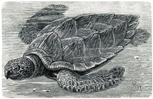 Hawksbill sea turtle.