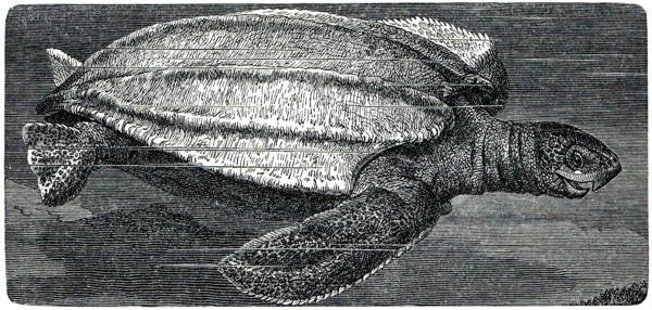 Leatherback sea turtle.