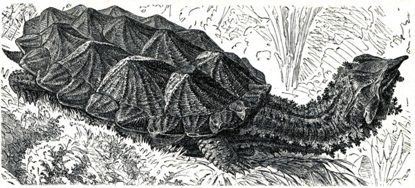 Mata mata or matamata.