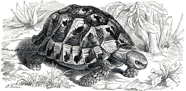Spur-thighed tortoise or Greek tortoise.