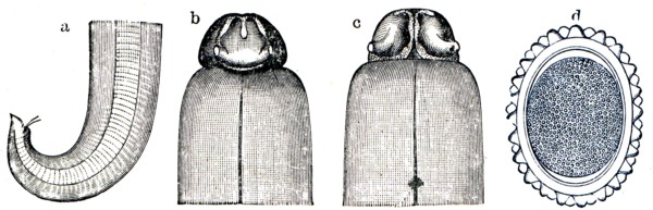 Ascaris lumbricoides.