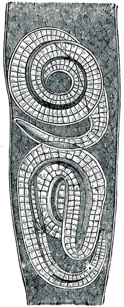 Free trichina in the muscle fibers.