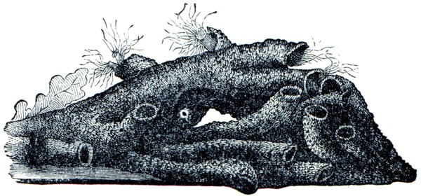 Hermella - Sabellariidae hermella family, who live in cold or temperate seas built halkalisolucan genus of hairy.