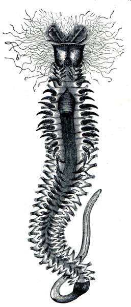Hermella - Sabellariidae hermella family, who live in cold or temperate seas built halkalisolucan genus of hairy.