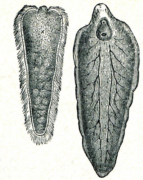 Liver fluke together with larvae.
