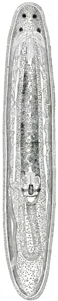Tetrastemma obscurum.