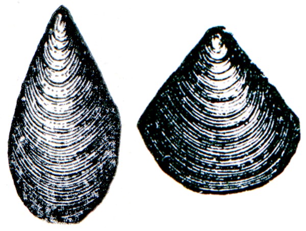 Cambrian and Silurian systems fossil organisms.