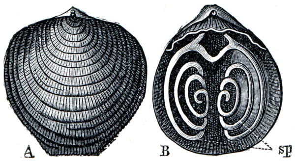 Cambrian and Silurian systems fossil organisms.