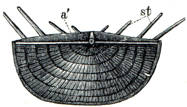 Brachiopod Chonetes striatella.