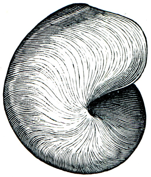 Gastropoda Bellerophon bilobatus.