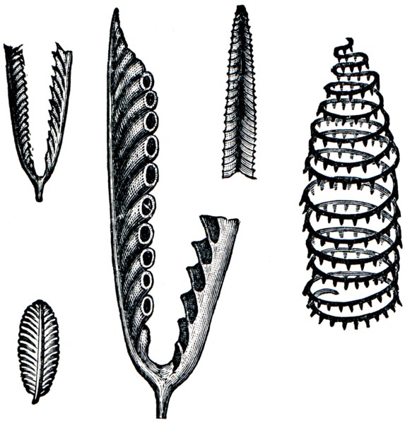 Graptolithus geminus, Graptolithus folium, Retiolites Geinitzianus, Graptolithus turriculatus.