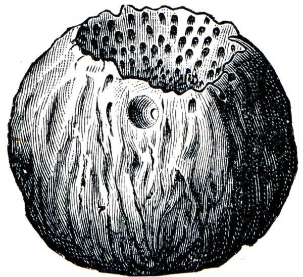 Sponge Astylospongia praemorsa.