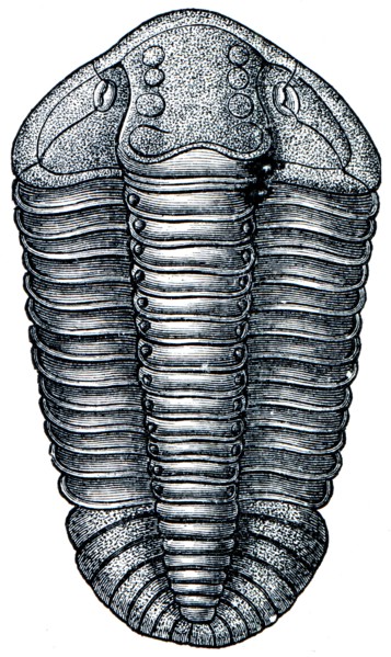 Trilobite Calimens Binmenbachii.