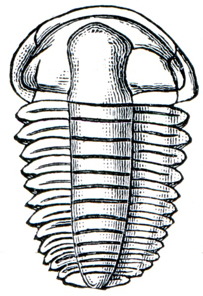 Trilobite Elipsocephalus Hoffi.