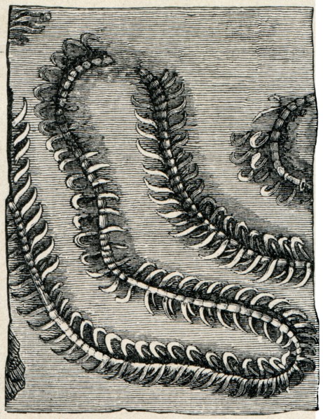 Worm Nereites cambrensis.
