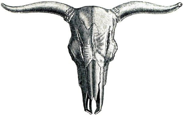 Aurochs - bos primigenius.
