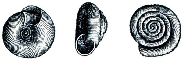 Gastropoda - Helix hispida.