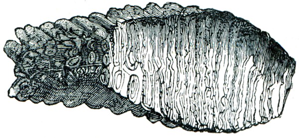 Mammoth tooth.
