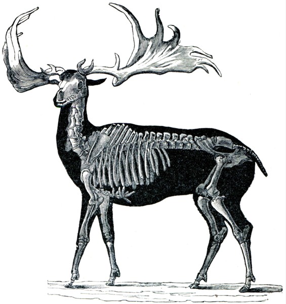 Megaceros hibernicus.