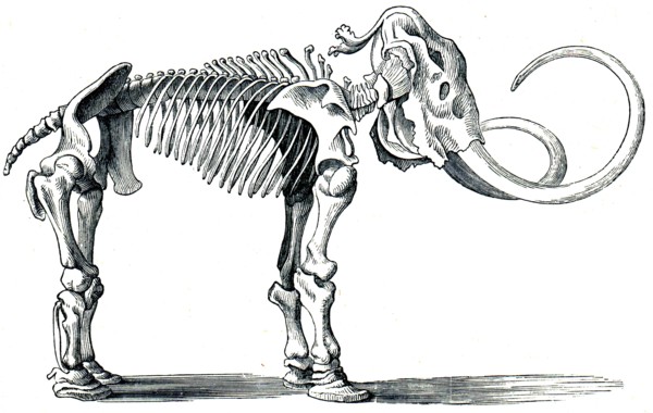 Woolly mammoth.