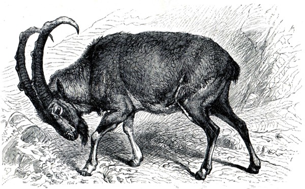 Wild goat.