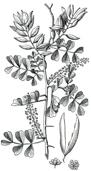 Logwood.
